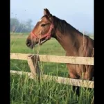 【有馬記念  ライブ（映像なし）】初心者が初ネット馬券やってみた🏇🏇🏇（同時放送）