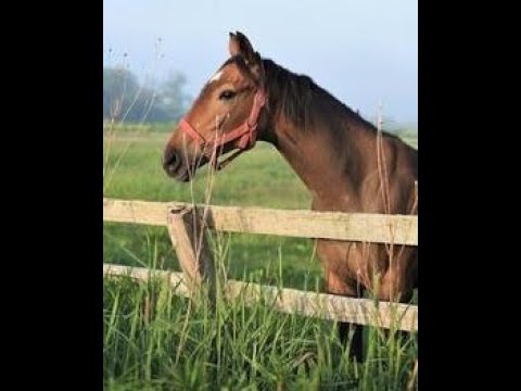 【有馬記念  ライブ（映像なし）】初心者が初ネット馬券やってみた🏇🏇🏇（同時放送）